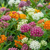 2 Mix Milkweed Live Plants, Asclepias Tuberosa Plant 4–6" Tall