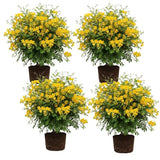 Set 4 Winter Cassia Live Plant 4-7 Inches Tall