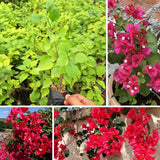 2 Karst Bougainvillea Live Plants, Well-Rooted Starter Plant, 4-6 Inch Tall