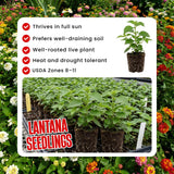 2 Yellow Lantana Plants Live, Lantana Flower Plant, 4-6 Inches Tall