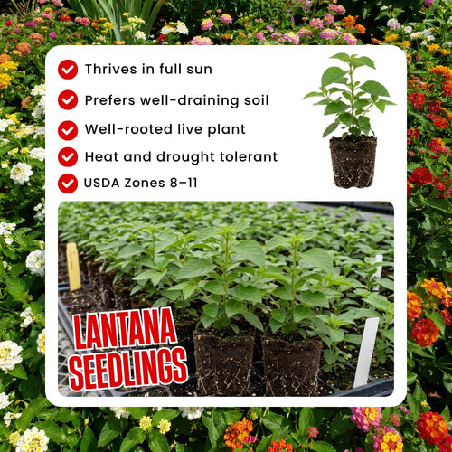 2 Gold Lantana Plants Live, Lantana Flower Plant, 4-6 Inches Tall