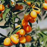 Orange Kumquat Tree, Live Starter Plant, 1 Gallon Pot
