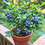 2 Jewel Blueberry Plant Live, Blueberry Bushes Plant, 4-7 Inch Tall