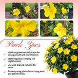 Set of 3 Hardy Hibiscus Live Plants, Yellow Hibiscus Plant, 4–6" Tall