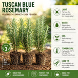 3 Blue Rosemary Plants Live, Rosemary Herb Plant, 4-7 Inch Tall