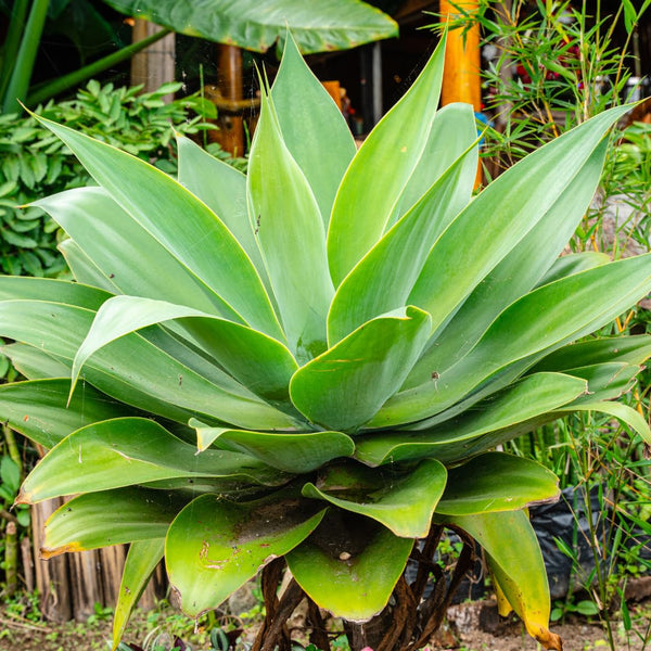 Attenuata Agave Succulent Plant Live, Rooted Starter Plant, 8 Inch Tall