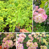 2 White Pink Bougainvillea Plants Live, Garden Plant, 4-6 Inch Tall