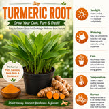 2 Turmeric Live Plant, Curcuma Turmeric Rhizomes, 4-6 Inch Tall