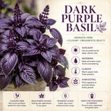 Purple Basil Live Plant, Fragrant Herb, 2-3 Inch Tall