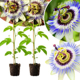 2 Blue Live Passion Flower Plants, Ready to Grow Plant, 4-7 Inch Tall