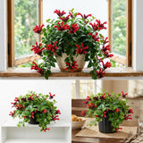 2 Lipstick Vine Live Plants, Trailing Houseplant, 2 Inch Pot