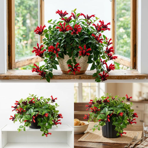 2 Lipstick Vine Live Plants, Trailing Houseplant, 2 Inch Pot
