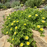 Yellow Ice Plant Live Plant, Ground Cover, 4 Inch Pot