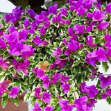 2 Variegated Purple Bougainvillea Live Plants, Garden Plant, 5-7 Inch Tall