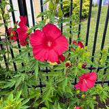 Set 3 Large Red Hardy Hibiscus Live Plant, Red Hibiscus Plant, 4–6" Tall