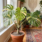 Thai Constellation Monstera Live Plant, 4-6 Inch Tall, Rare Indoor Plant