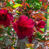 3 Cranberry Hibiscus Live Plants, Home Garden Plant, 4-6 Inch Tall