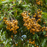 Longan Live Plant, Indoor Outdoor Fruit Tree, 8-10 Inch Tall, 4 Inch Pot