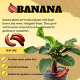 Red Banana Tree Live Plant, Home Garden Plant, 4-6 Inch Tall