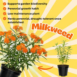 2 Orange Milkweed Plants Live, Patio Container Plant, 4-6 Inch Tall