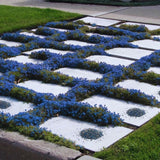 200 Blue Creeping Thyme Seeds, Live Starter Plant