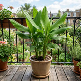 2 Turmeric Live Plants, 4-6 Inch Tall