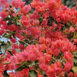 Set 2 Blush Pink Bougainvillea Live Plant 5-7 Inch Tall