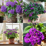 2 Purple Blue Heliotrope Live Plants, Starter Plant, 3-5 Inch Tall