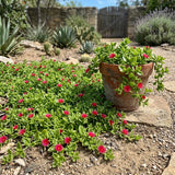 Yellow Aptenia Ice Plant Live Plant, Garden Ground Cover, 4 Inch Pot
