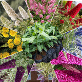 2 Random Buddleia Live Plants, 5-9" Butterfly Bush for Outdoor Gardens