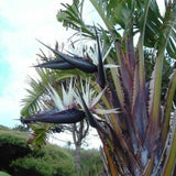 Set 3 White Bird of Paradise Live Plant 4-7 Inch Tall