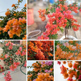 Set 2 Sundown Orange Bougainvillea Live Plant 5-7 Inch Tall