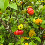 Cherry Fruit Live Tree, Ready to Grow Plant, 4-6 Inch Tall