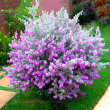 4 Silverleaf Texas Salvia Sage Bushes, Indoor Outdoor Flower, 4-6 Inch Tall