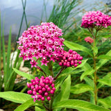 2 Pink Milkweed Live Plants, Patio Container Plant, 4-6 Inch Tall
