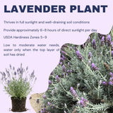 2 Purple Live Lavender Plants, Garden Plant, 4-7 Inch Tall