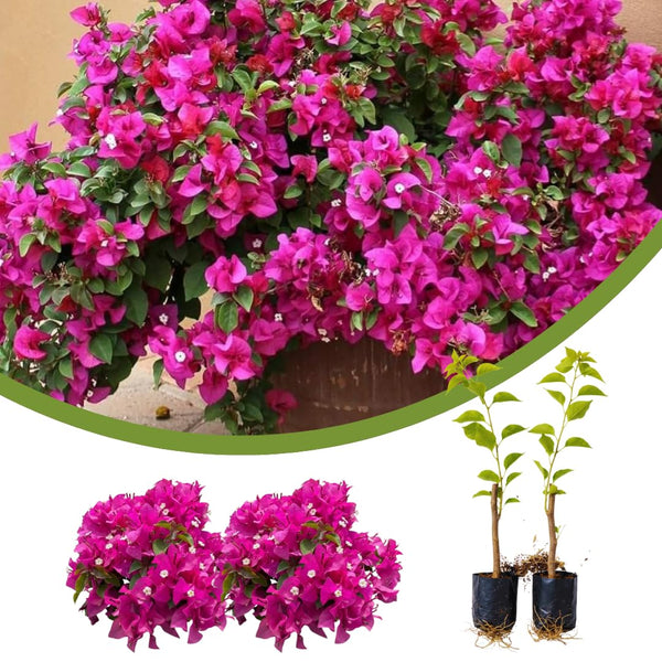 2 Pink Live Bougainvillea Plants, Hardy Garden Plant, 5-7 Inch Tall