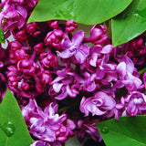 Purple Lilac Live Plant, Fragrant Bloom Bush, 4 Inch Pot