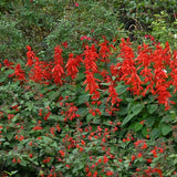3 Red Sage Live Plants, 5 Inch Tall