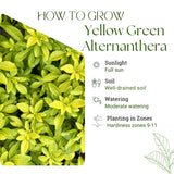 2 Yellow Green Live Alternanthera Plants, Starter Plant, 4-6 Inch Tall