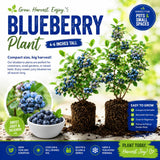 2 Sharpblue Blueberry Bushes Live Plants, Fruit Bush, 4-6 Inch Tall