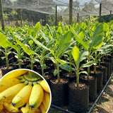 Kokopo Live Banana Plant, Hardy Garden Plant, 4-6 Inch Tall