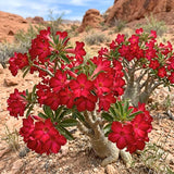 Red Desert Rose Plant Live, Succulent Houseplant, 4-7 Inch Tall