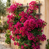 2 Pink Bougainvillea Live Plants, Tropical Flower Plant, 4-6 Inch Tall