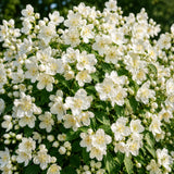 Sweet Mock Orange Bush Plant, Mock Orange Ornamental Plant, 4-9 Inc Tall