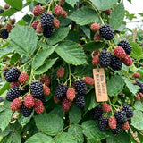 2 Big Live Black Berry Plants, Perennial Berry Bush, 4-6 Inch Tall