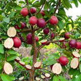 Strawberry Guava Tree Live Plant, Orchard Tree, 4-6 Inch Tall