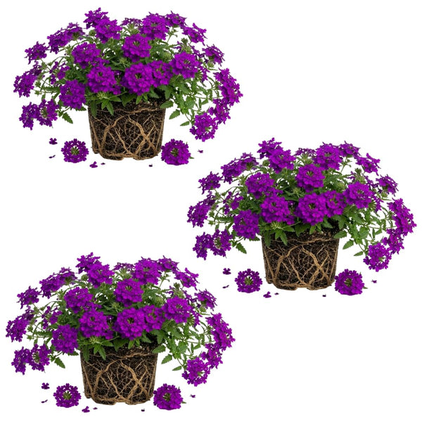 3 Purple Verbena Plants Live, Verbena Flower Plant, 4-6 Inch Tall