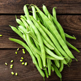 Green Bean Plants Live, Patio Container Plant, 4-6 Inch Tall, 4 Inch Pot