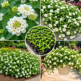 2 White Lantana Plants Live, Hardy Flowering Perennial, 4-6" Tall